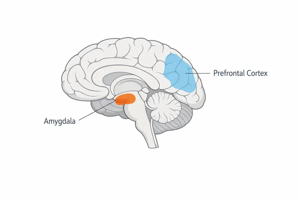 Amygdala and prefrontal cortex